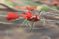 Erythrina suberosa